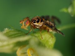 Goniglossum wiedemanni